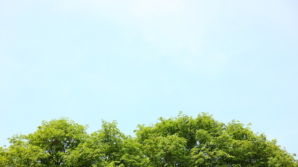 tree with blue sky .