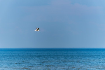 Black Headed Seagull Flying in a Bright Partly Cloudy Sky