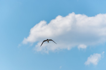 Black Headed Seagull Flying in a Bright Partly Cloudy Sky