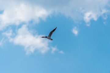 Fototapeta na wymiar Black Headed Seagull Flying in a Bright Partly Cloudy Sky