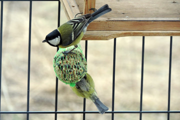 The great tit eating nuts, sunflower seeds and suet
