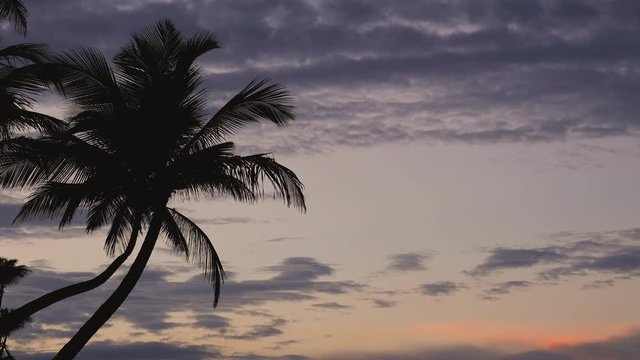 Palm tree silhouettes against sunrise sky with dramatic clouds