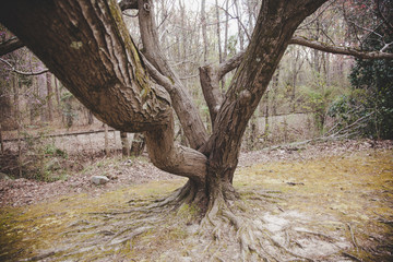 Old branch