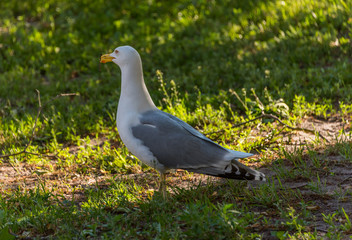 Urban Seagull on a Lawn in Riga Latvia