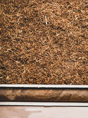 Luxury Cigar strong, isolated on tobacco background