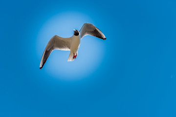 Black Headed Seagull Flying in a Clear Blue Sky