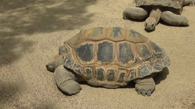 The Aldabra giant tortoises, Aldabrachelys gigantea, sunbathing on the ground, 4K