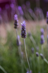 Lavender flower