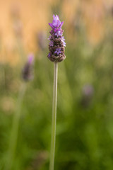 Fototapeta premium Single Lavender