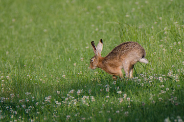 Laufender Feldhase auf Kleewiese im Sonnenschein
