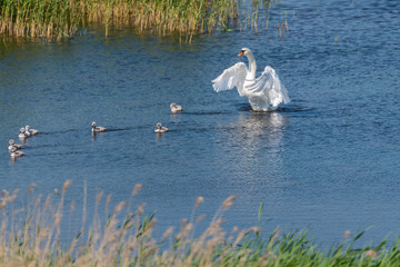 Swan with Babies in a Lake in a Wetland in Latvia