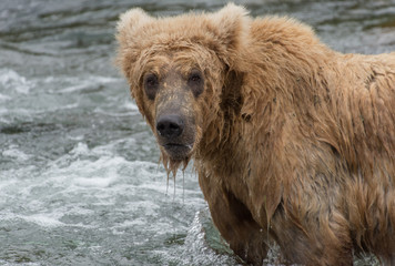 Grizzly d'Alaska dans le parc de Katmai