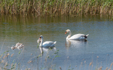 Naklejka na ściany i meble Swan with Babies in a Lake in a Wetland in Latvia