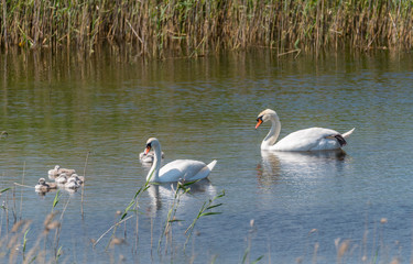 Swan with Babies in a Lake in a Wetland in Latvia