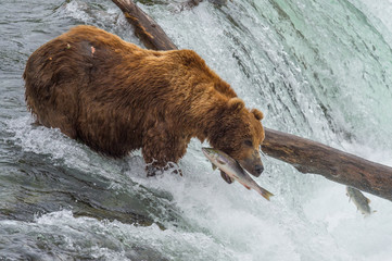 Grizzly d'Alaska dans le parc de Katmai