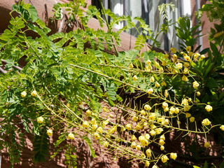 Fototapeta na wymiar Kassod tree (Senna siameae) or Siamese cassia. Close-up of pairs of leaflets with short stalks and large yellow flowers cluster