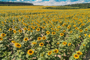 Beautiful sunflower field. Aerial view