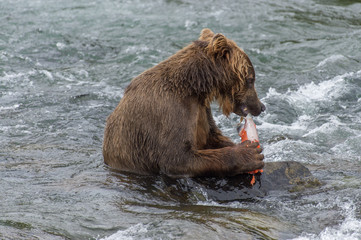 Grizzly d'Alaska dans le parc de Katmai