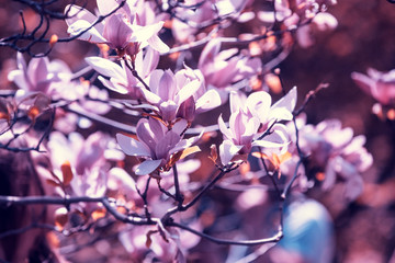 Blossoming magnolia flowers. Springtime. Natural vintage flowers background