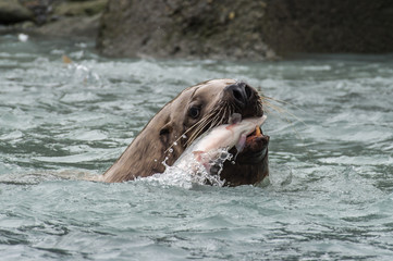 Obraz premium Lions de mer