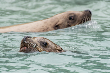 Obraz premium Lions de mer