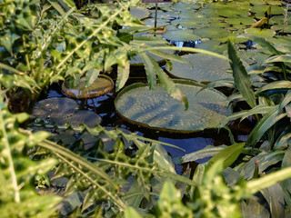 Victoria amazonica water lily in the greenhouse