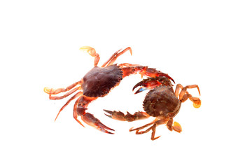 Crab isolated on white background.