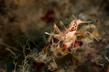 Spiny tiger shrimp  (Phyllognathia ceratophthalma). Picture was taken in Ambon, Indonesia
