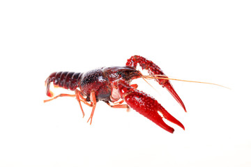 Crayfish