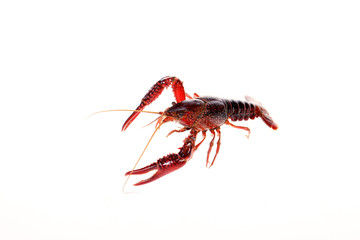Crayfish