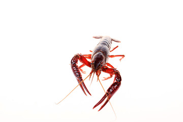 Crayfish
