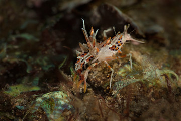 Obraz na płótnie Canvas Spiny tiger shrimp  (Phyllognathia ceratophthalma). Picture was taken in Ambon, Indonesia