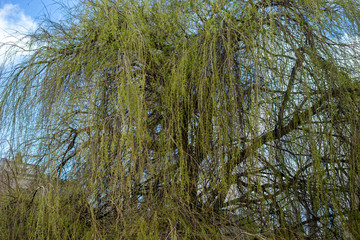 Den Haag, Netherlands, , LOW ANGLE VIEW OF TREES IN FOREST