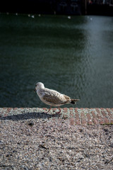 Den Haag, Netherlands, , a bird standing in front of a body of water