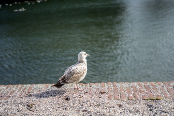 Den Haag, Netherlands, , a bird standing in front of a body of water