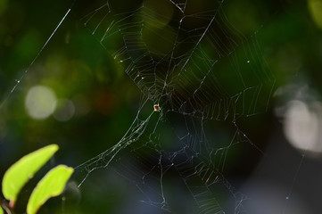 Close-up of a Sprider Web, Nature, Macro