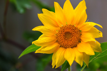 Fototapeta premium Sunflower