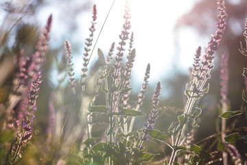 Sunny meadow
