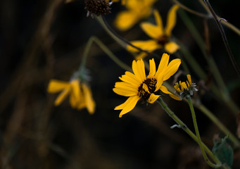 little yellow flower daisy