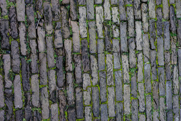 Den Haag, Netherlands, , FULL FRAME SHOT OF TREE TRUNK