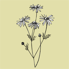 Naklejka premium Chamomile or daisy flower. Botanical illustration. Good for cosmetics, medicine, treating, aromatherapy, nursing, package design, field bouquet. Hand drawn wild hay flowers.