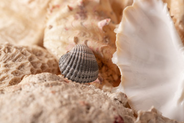 Obraz na płótnie Canvas shell on the beach