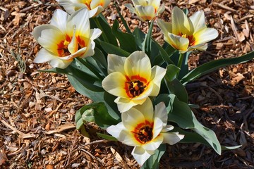Beautiful white tulips with red ornaments in the dendrological garden in Prague. 