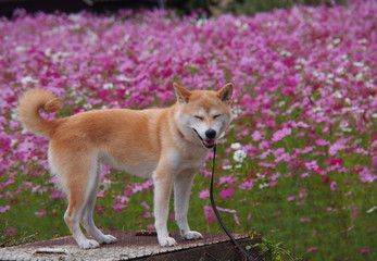コスモス畑で笑う柴犬