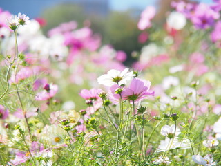 パステルな秋桜