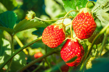red strawberries growing on a branch