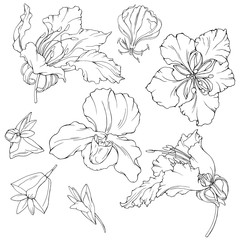Vector set with hand drawn exotic  flowers. Hibiscus. line artblack on white