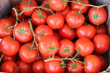 Strauchtomaten auf dem Wochenmarkt