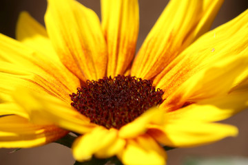 Nahaufnahmen von Blüten