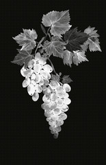 Wine.Grape leaves  pattern.